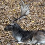 Hunting Regions of New Zealand: Exotic Adventures and Unique Wildlife