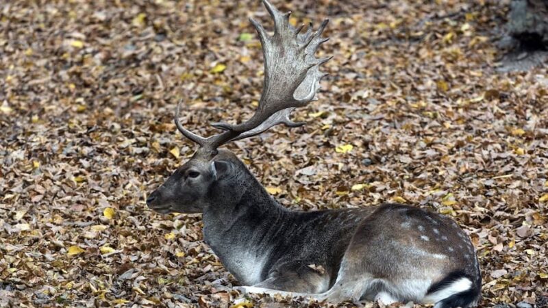 Hunting Regions of New Zealand: Exotic Adventures and Unique Wildlife
