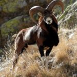 European Hunting Traditions: From the Alps to the Carpathians