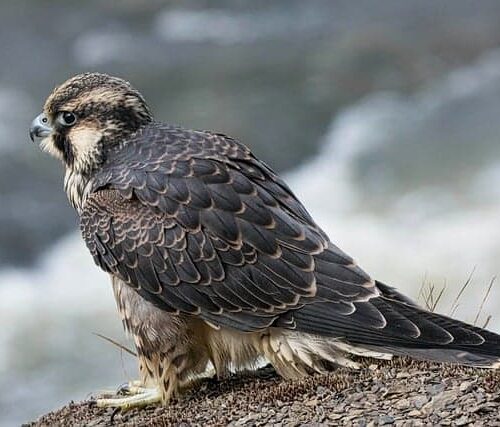 bird