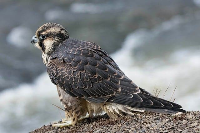 bird