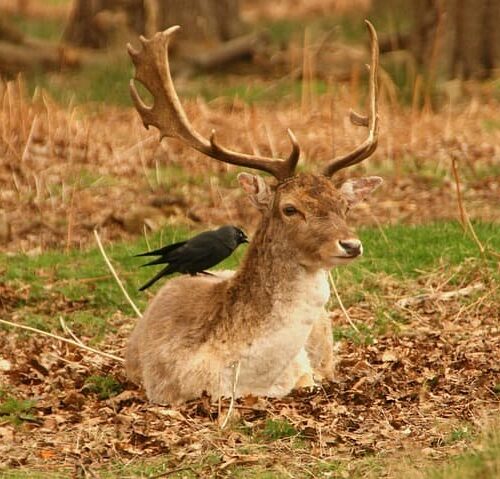 deer