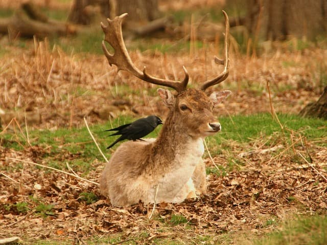 deer