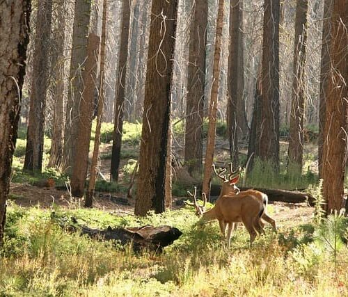 deer