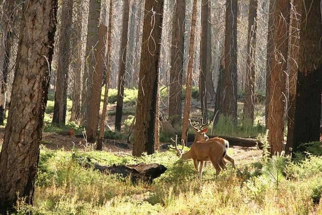 deer