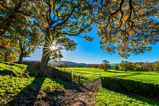 trees